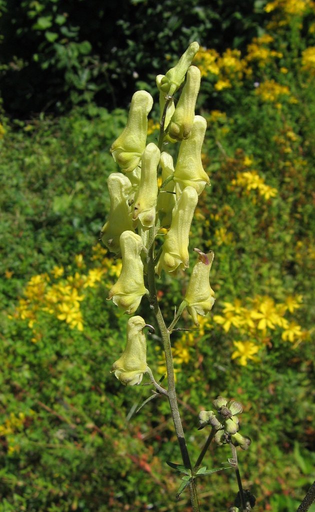 Aconitum lycoctonum